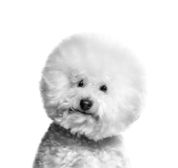 Bichon Frisé Adult Graphic