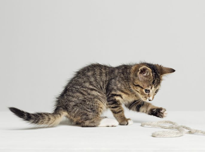 Gatito jugando con una cuerda, vista lateral, foto de estudio