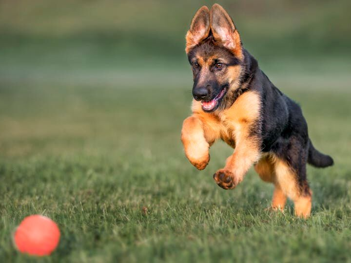 german shepherd puppy chasing after a ball outdoors