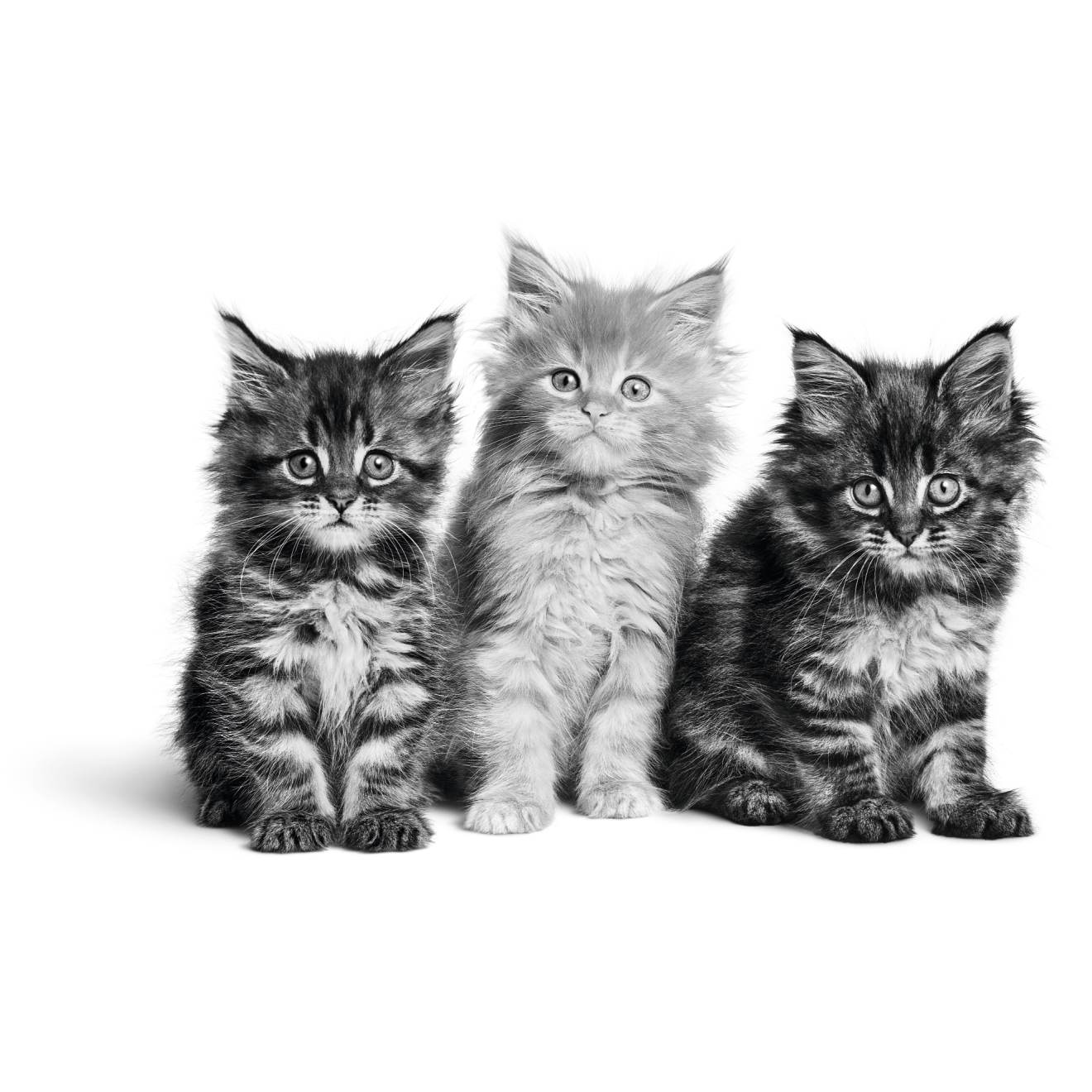 Drie Maine Coon kittens in zwart-wit