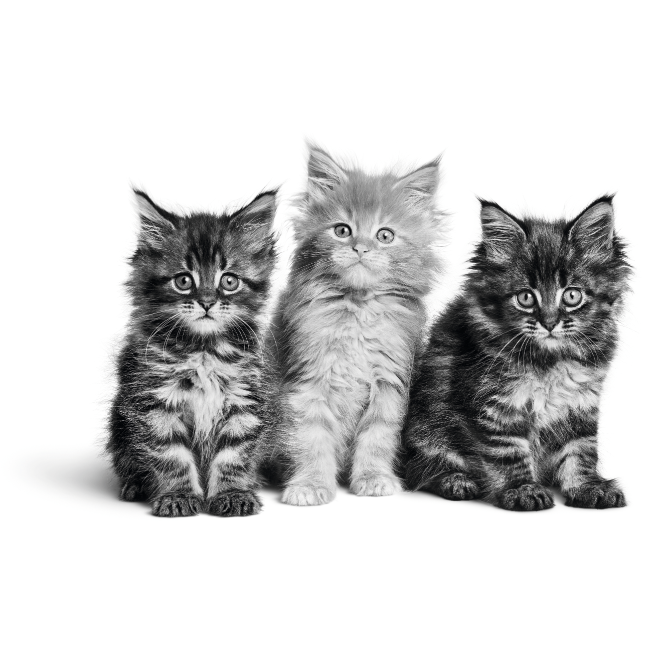 Gatitos Maine Coon