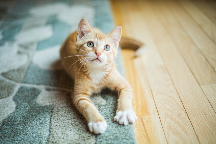 Little orange kitten with white paws lays with his front legs stretched out and looks up