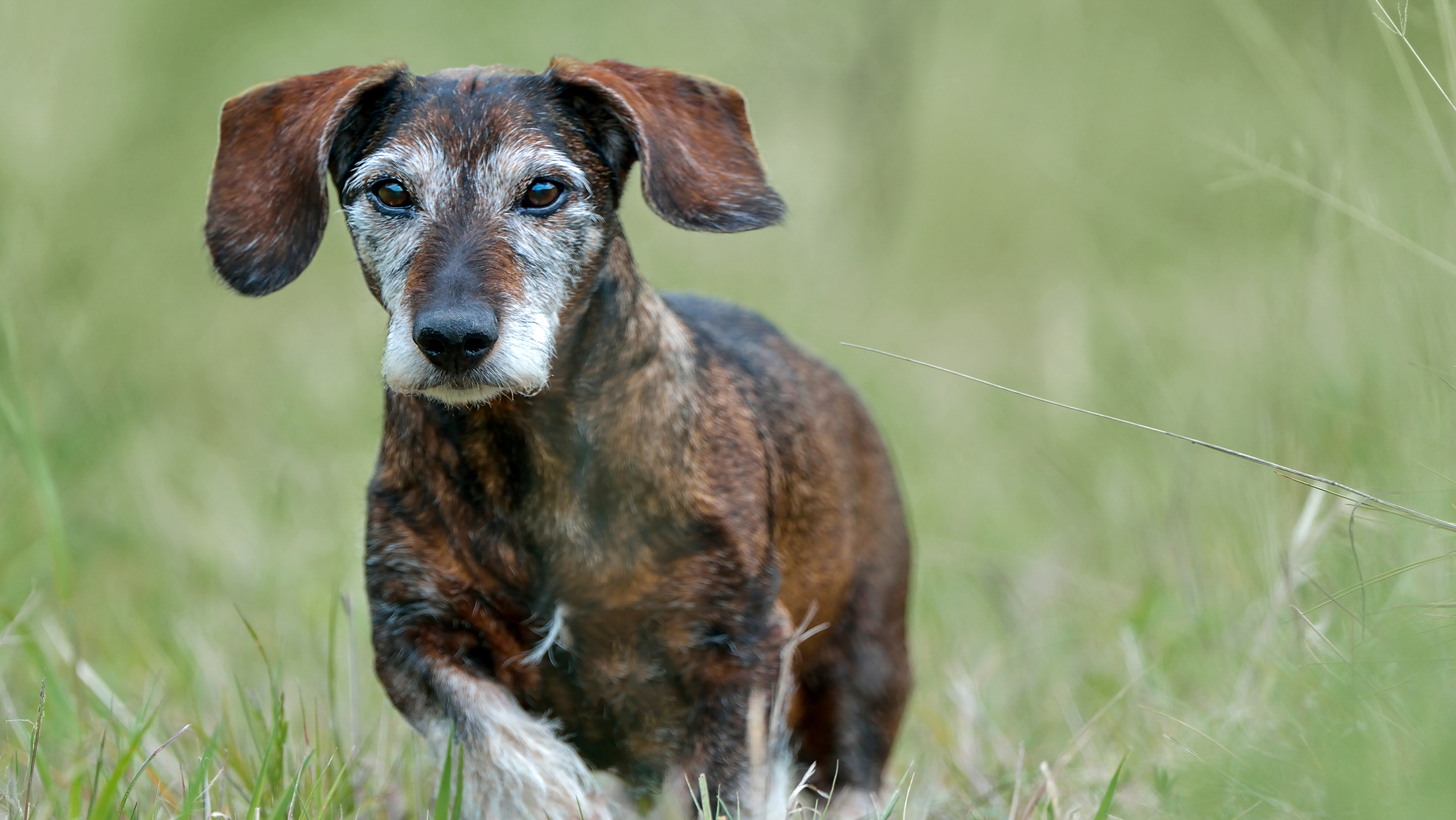 Dachshund yang menua berjalan di luar ruangan di rumput tinggi.