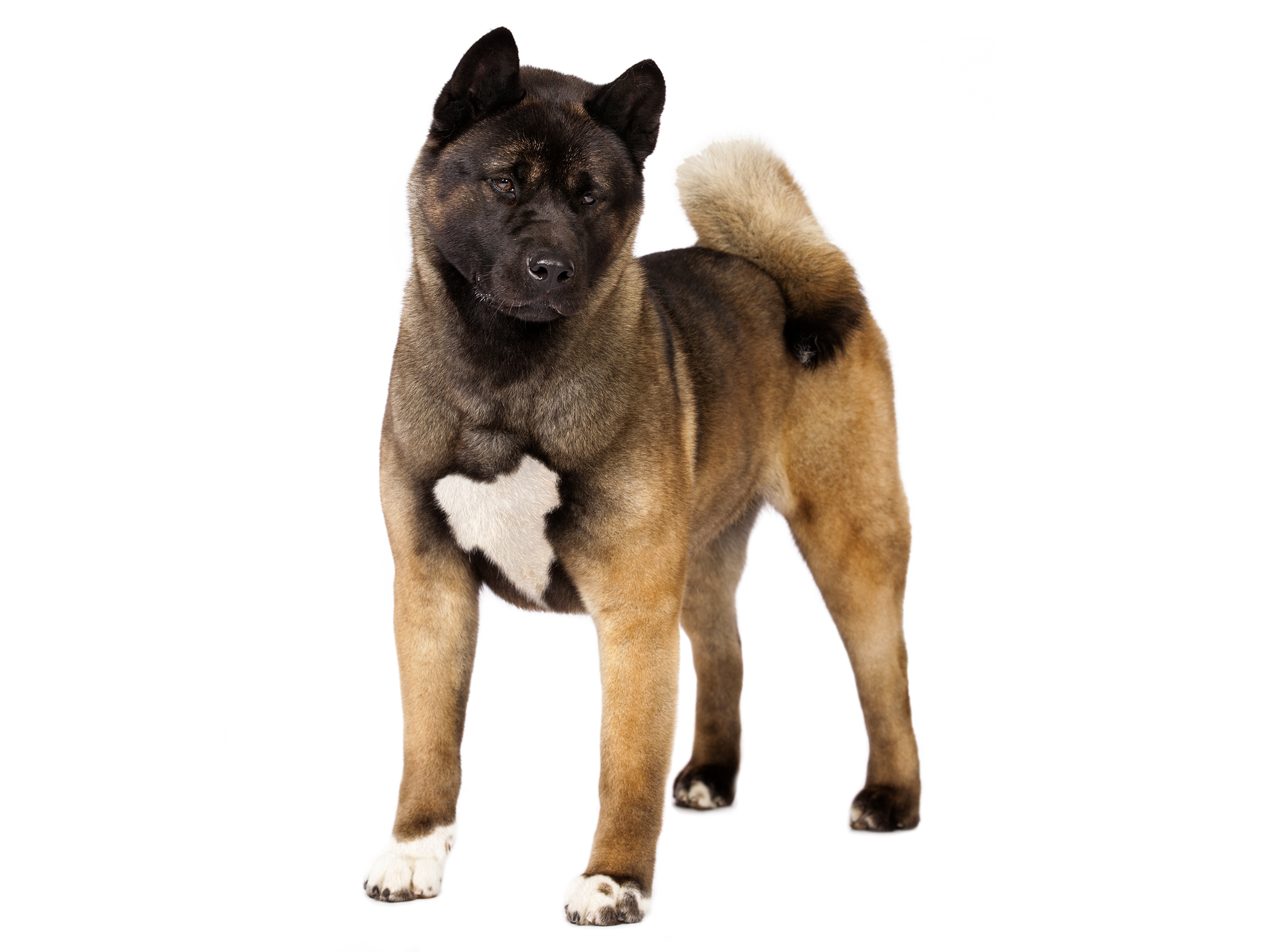 American Akita adult black and white