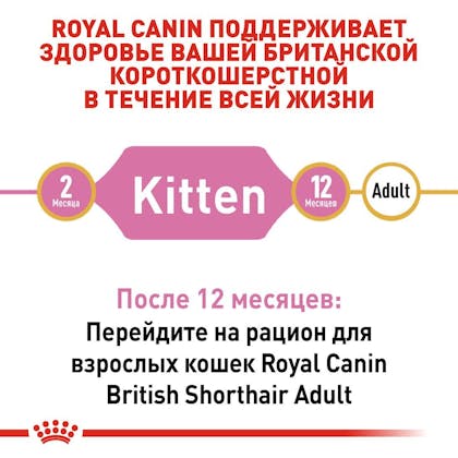 RC-FBN-KittenBritishShorthair_2-RU.jpg