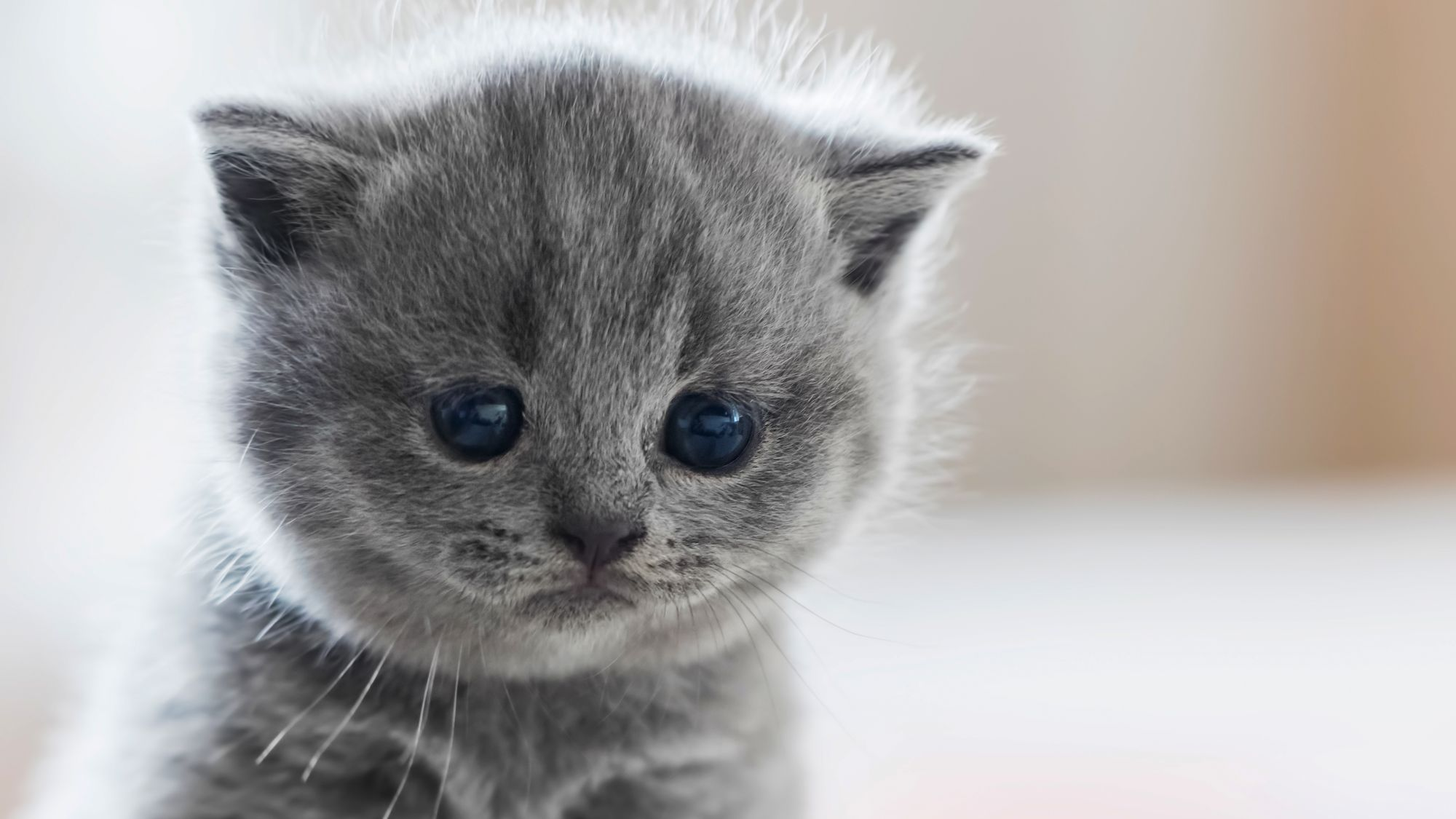 british shorthair kitten sitting on a blanket indoors