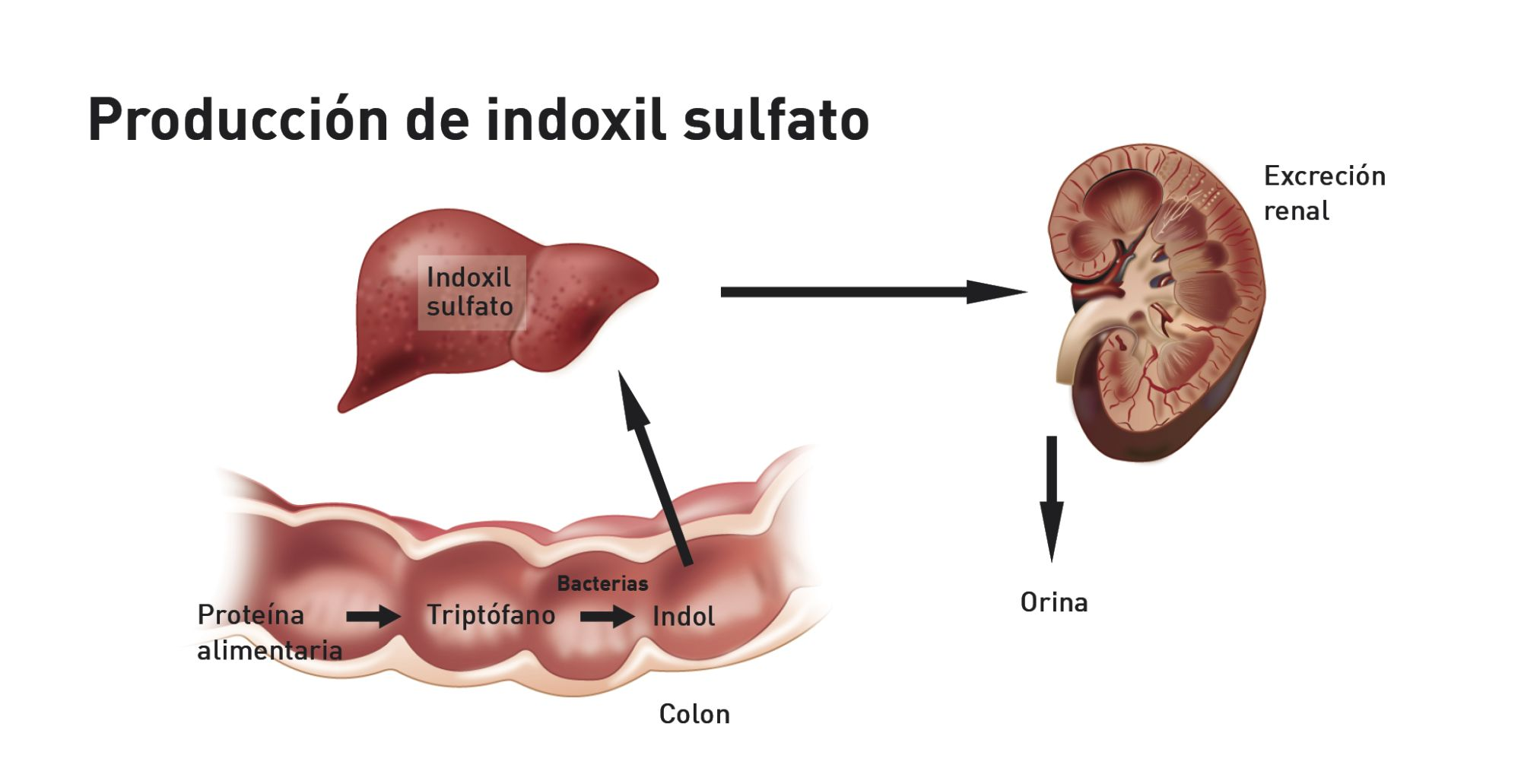 El indol se produce en el colon