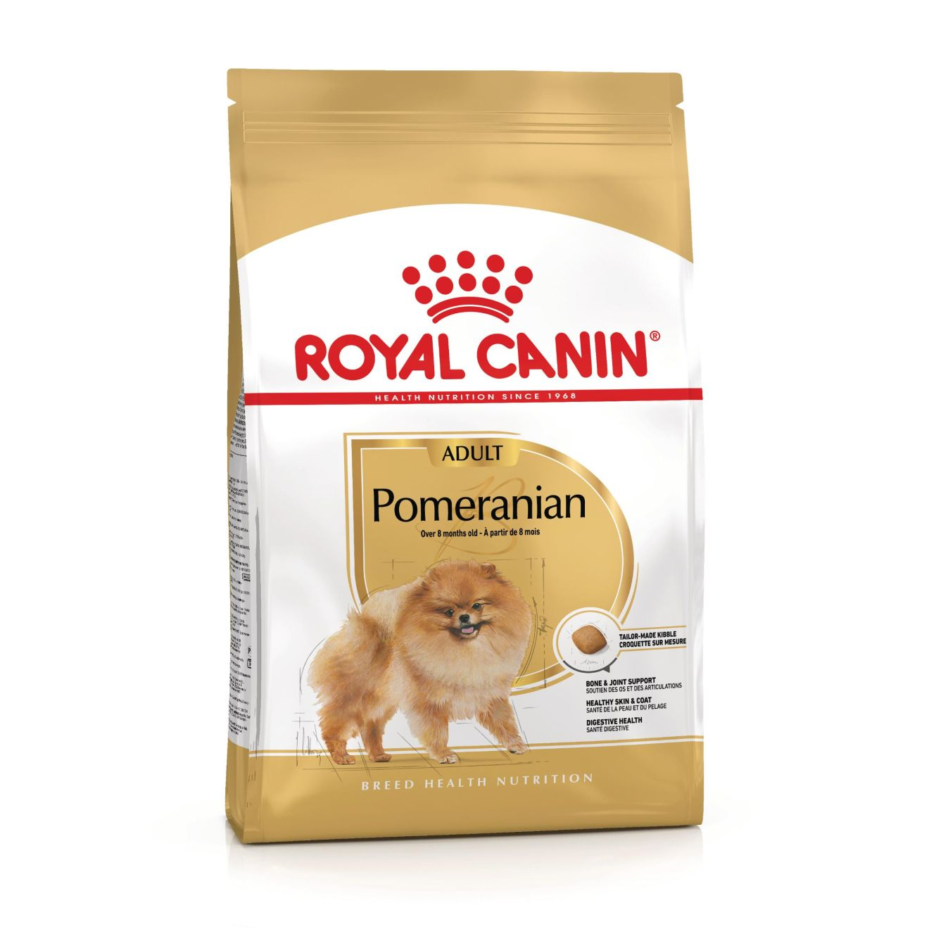 Pomeranian Adult