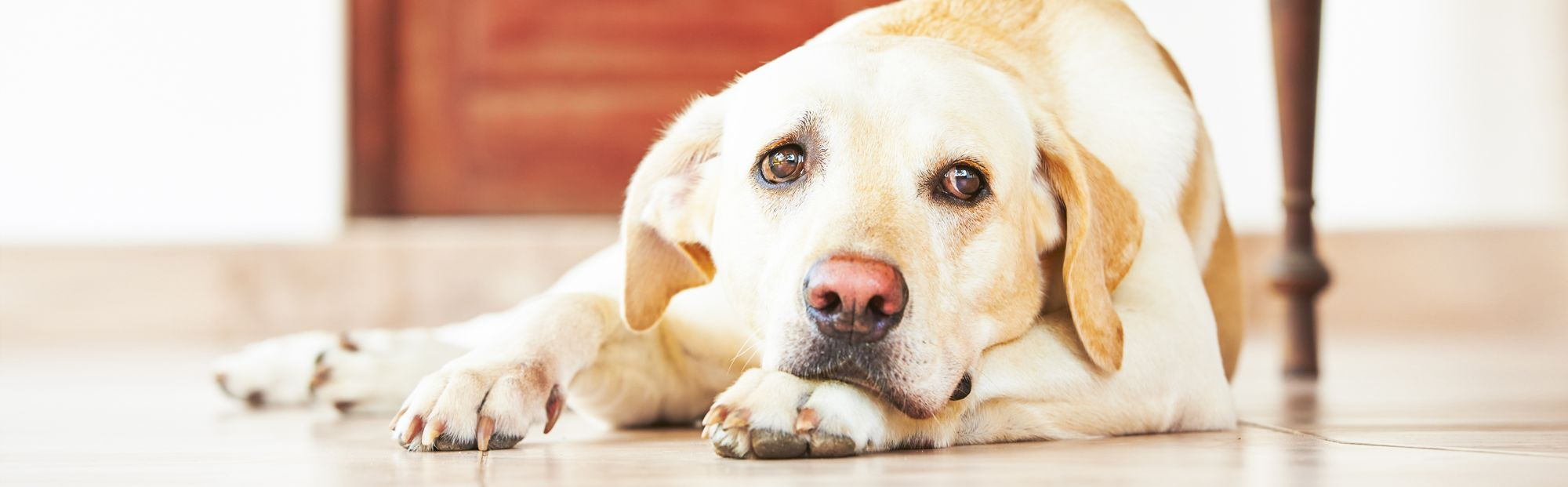 how long does pancreatitis take to heal in dogs