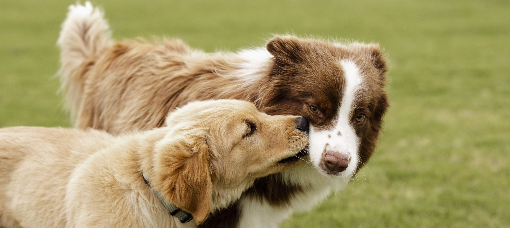 Canberra's Best Dog Parks (On & Offleash) Eukanuba