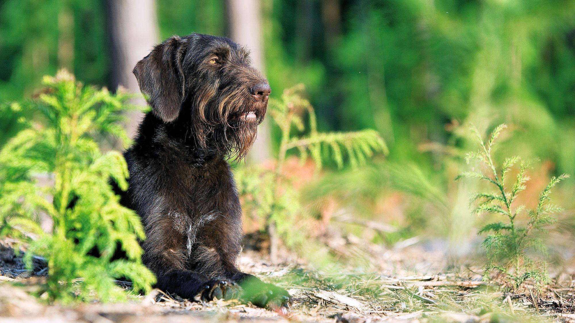 German Wirehaired Pointing Dog laying on the forest floor 