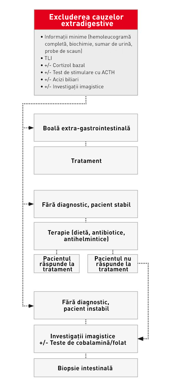 Abordarea diagnostică la un câine cu diaree cronică a intestinului subțire.