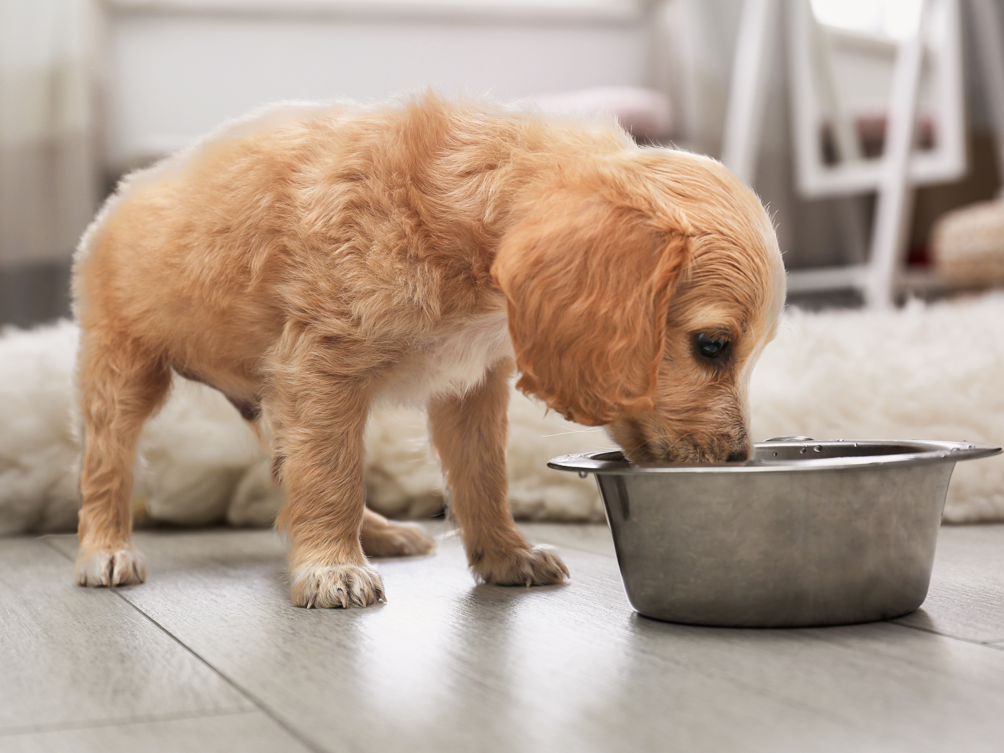 pfcb1 english cocker spaniel puppy standing indoors eating from a stainless steel feeding bowl
