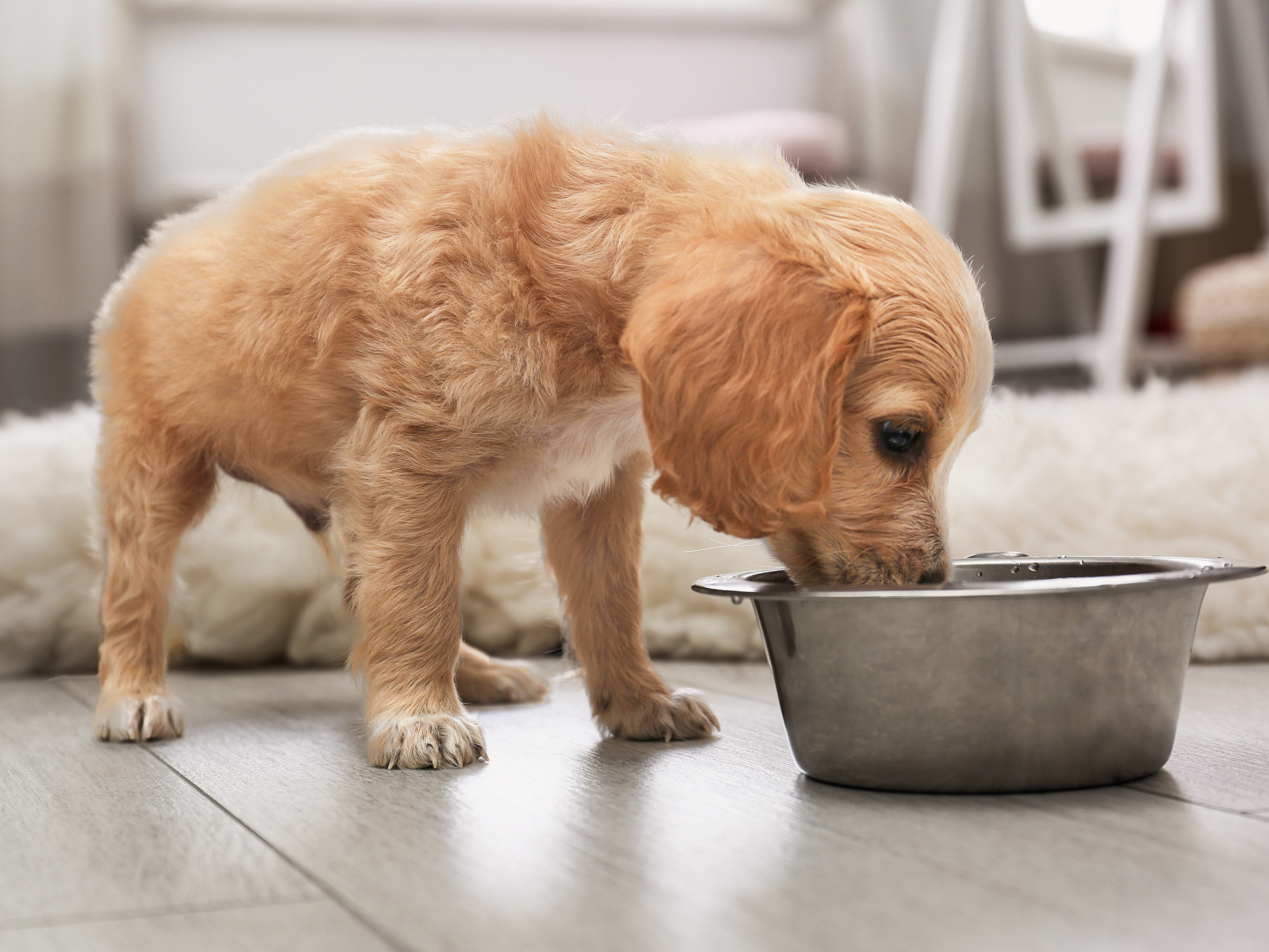 In einem Innenraum steht ein Cocker-Spaniel-Welpe auf einem Dielenboden und frisst aus einer Metallschüssel