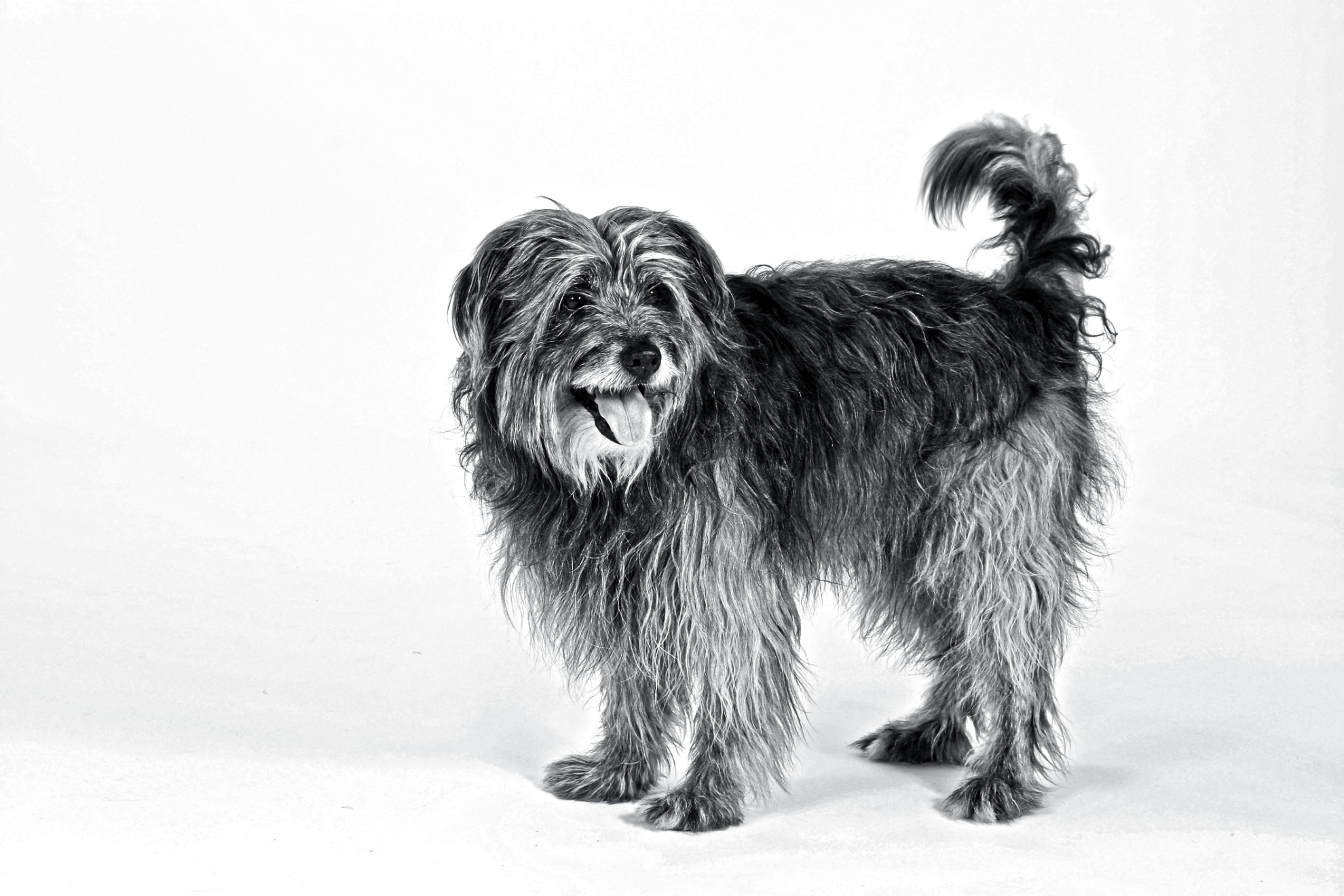 pyrenean-shepherd-bw2