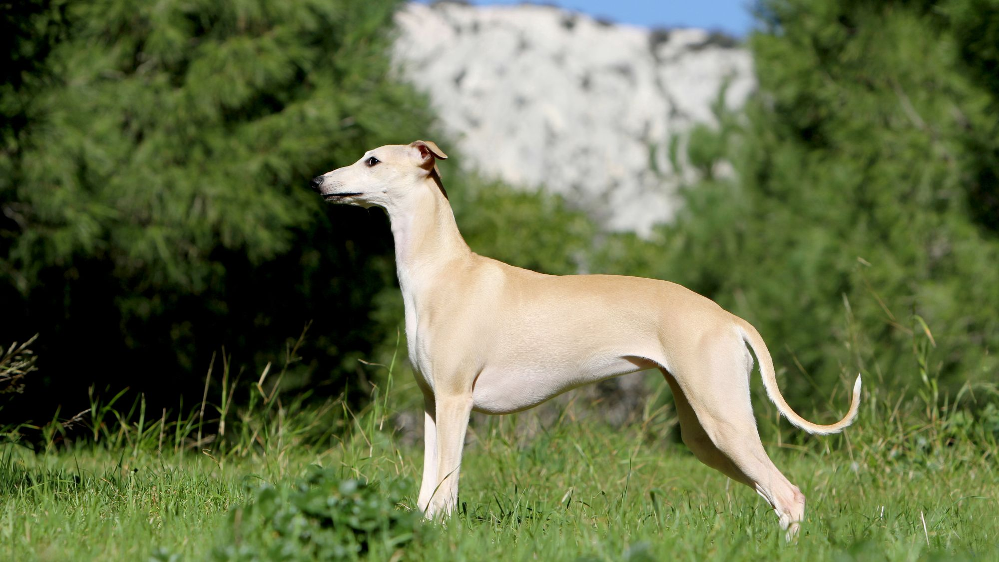 Beige Whippet stood in mountainous scenery