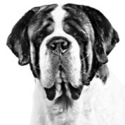 Saint-Bernard Adult Graphic