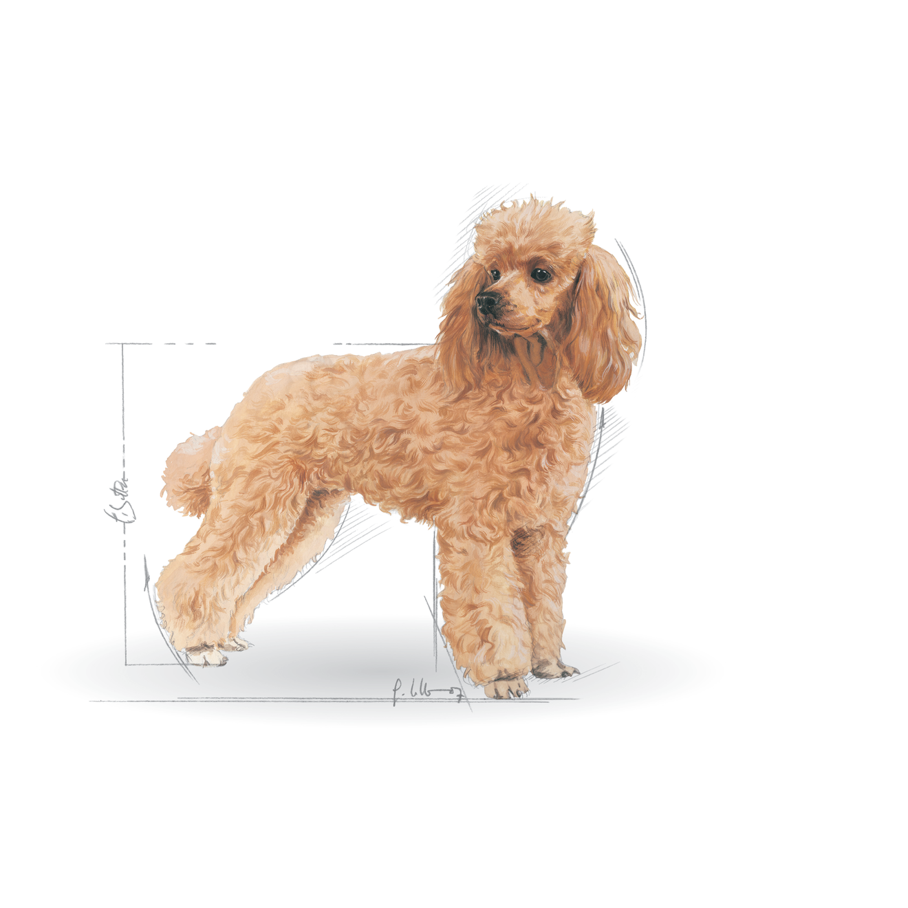 Poodle Adult