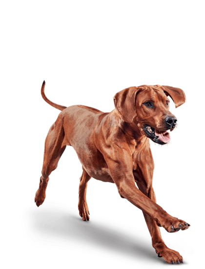 Eukanuba - Adult Large Breed - Facing Illustration (2019 Restage)