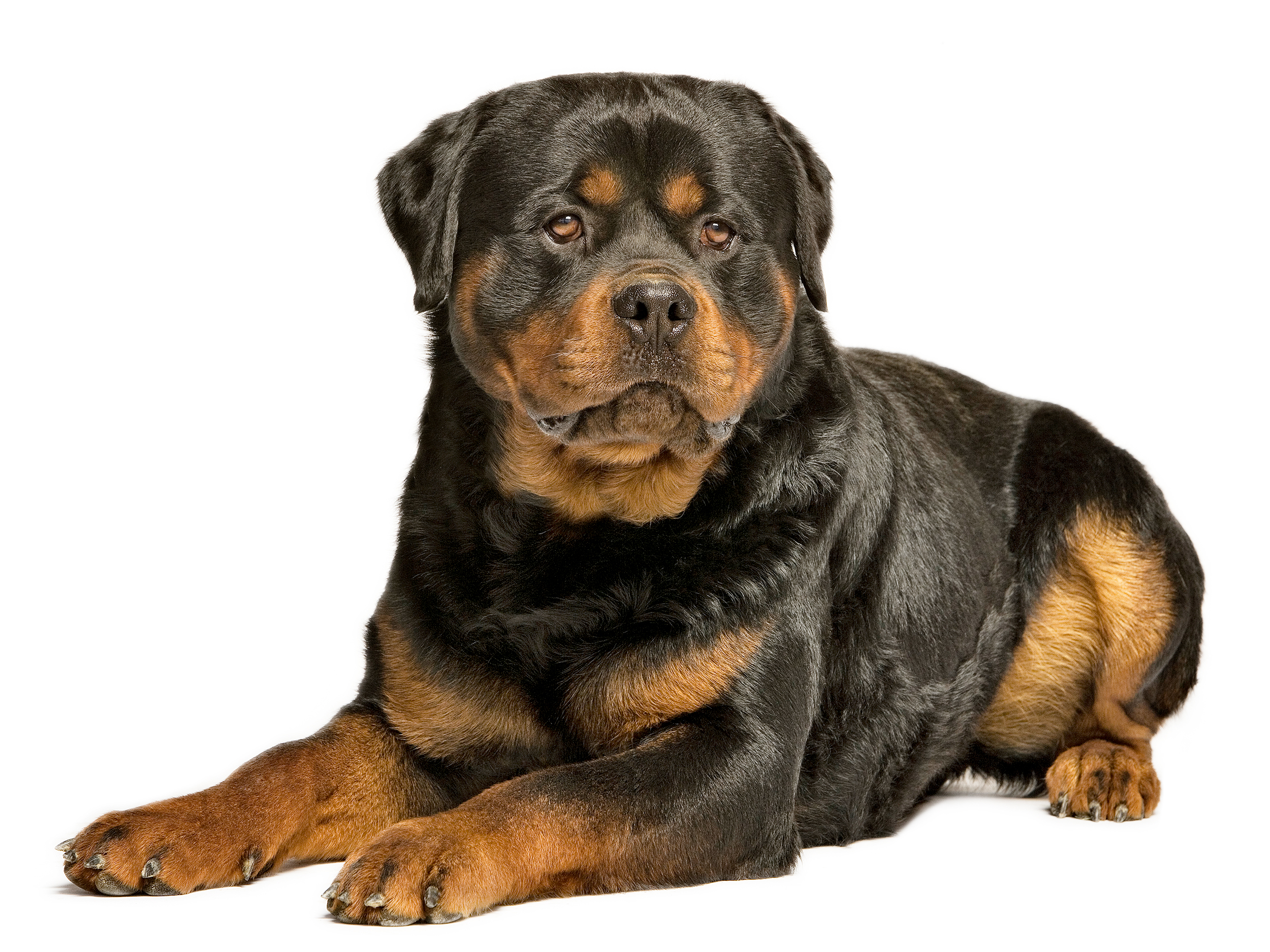 Rottweiler Royal Canin