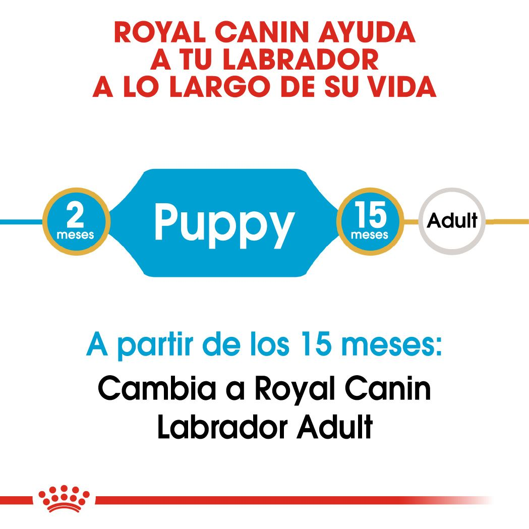 Labrador Retriever Puppy