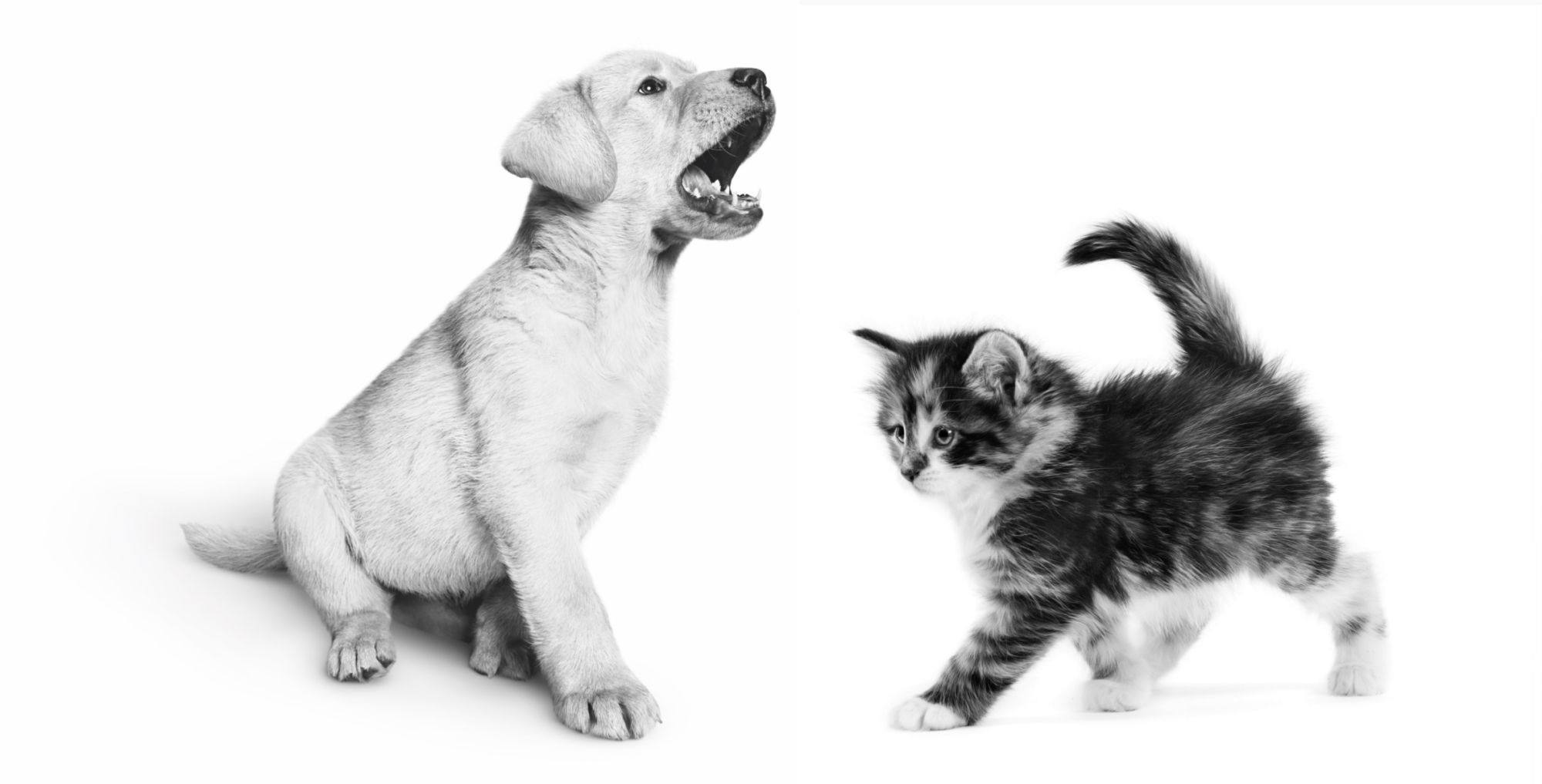 labrador puppy and kitten