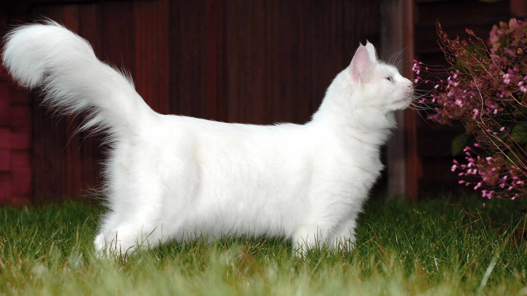 Side view of Turkish Angora sniffing pink flowers