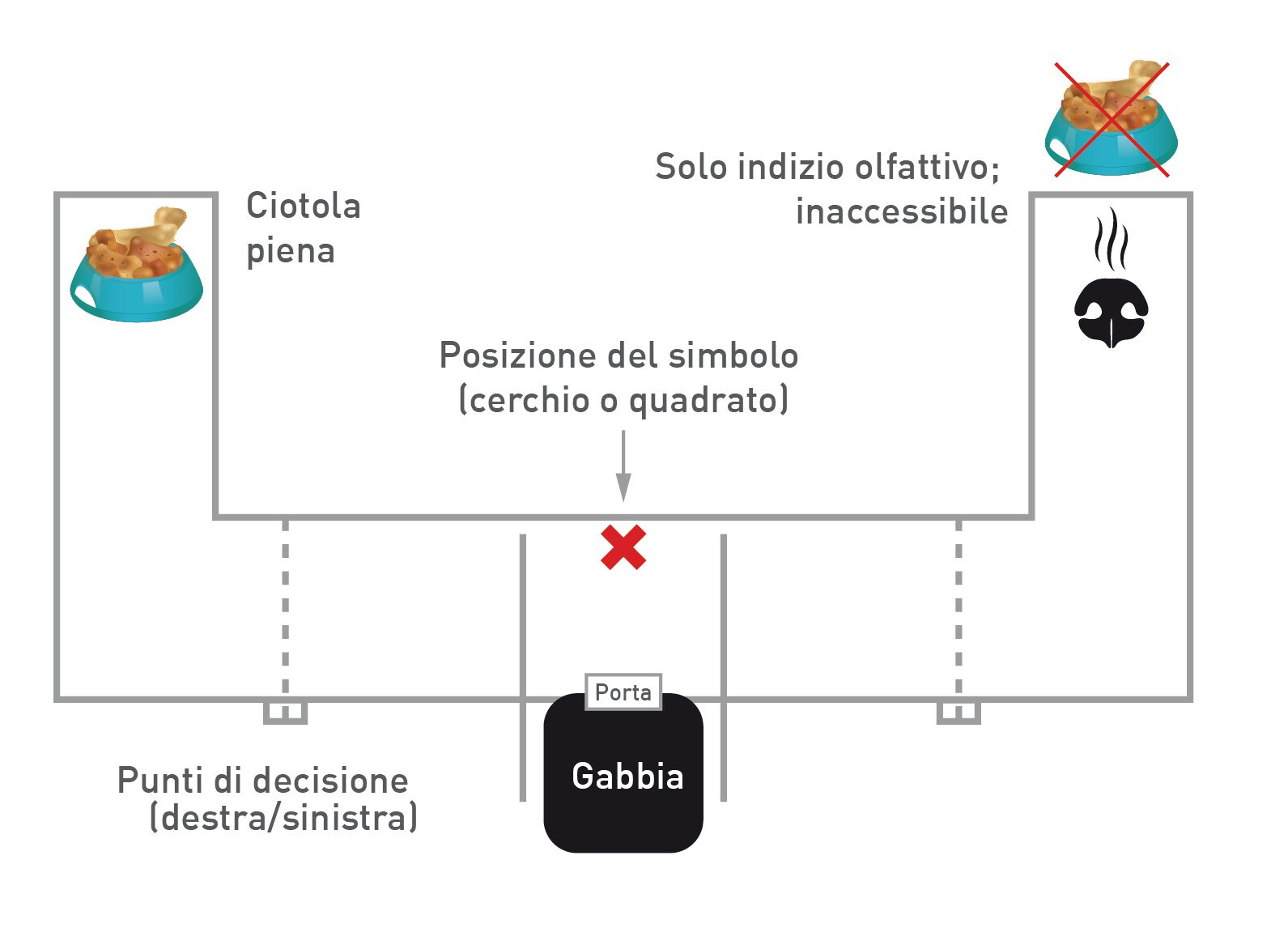 Il labirinto a T utilizzato nello Studio 2