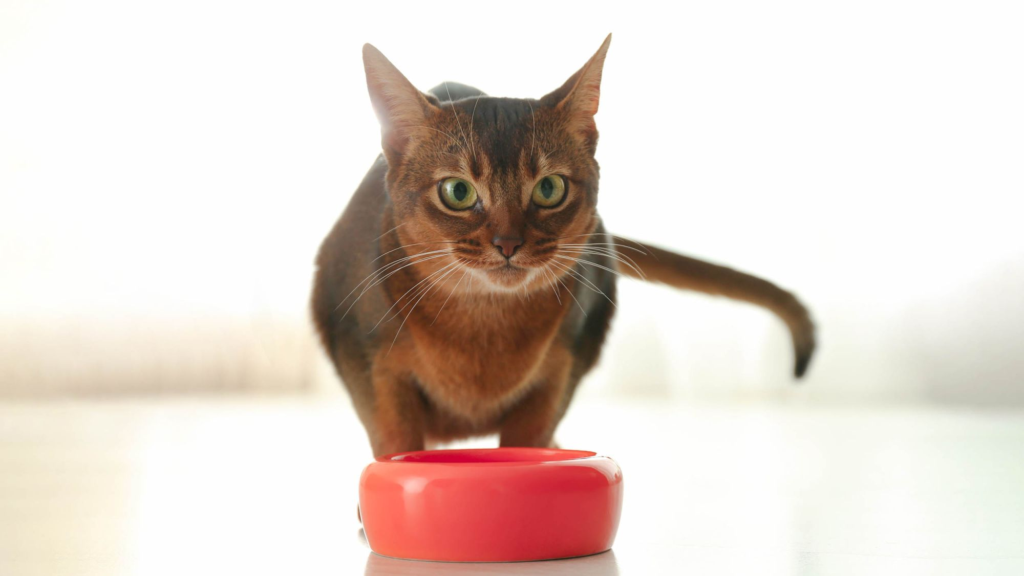 Cat standing in front of red bowl