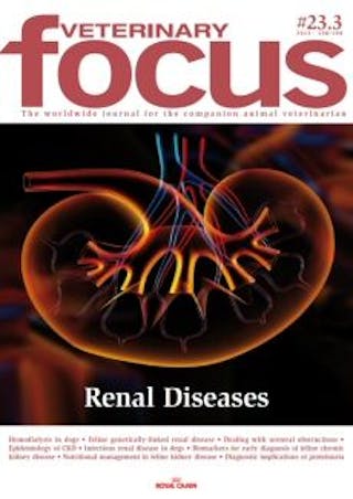 Renal Diseases