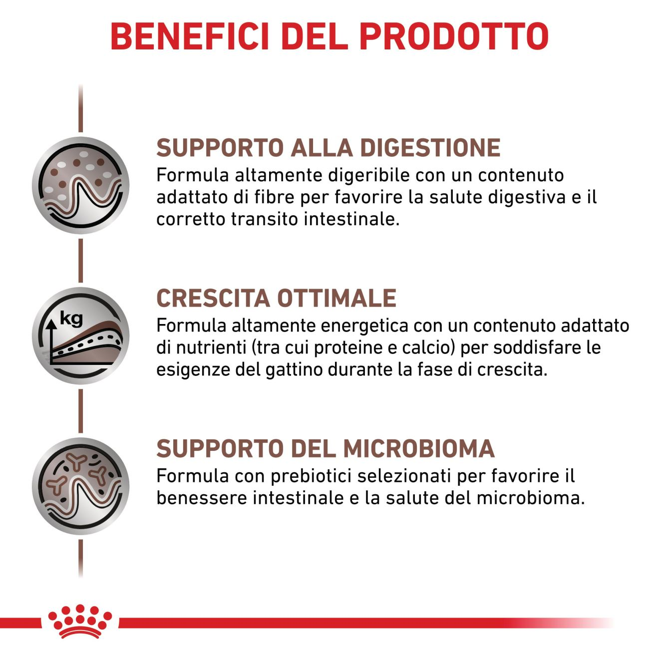 Gastrointestinal Kitten