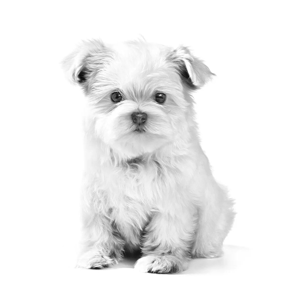 maltese puppy emblematic