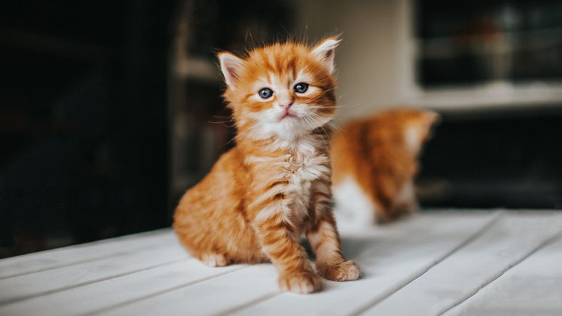 Two 5 week old kittens in a domestic environment