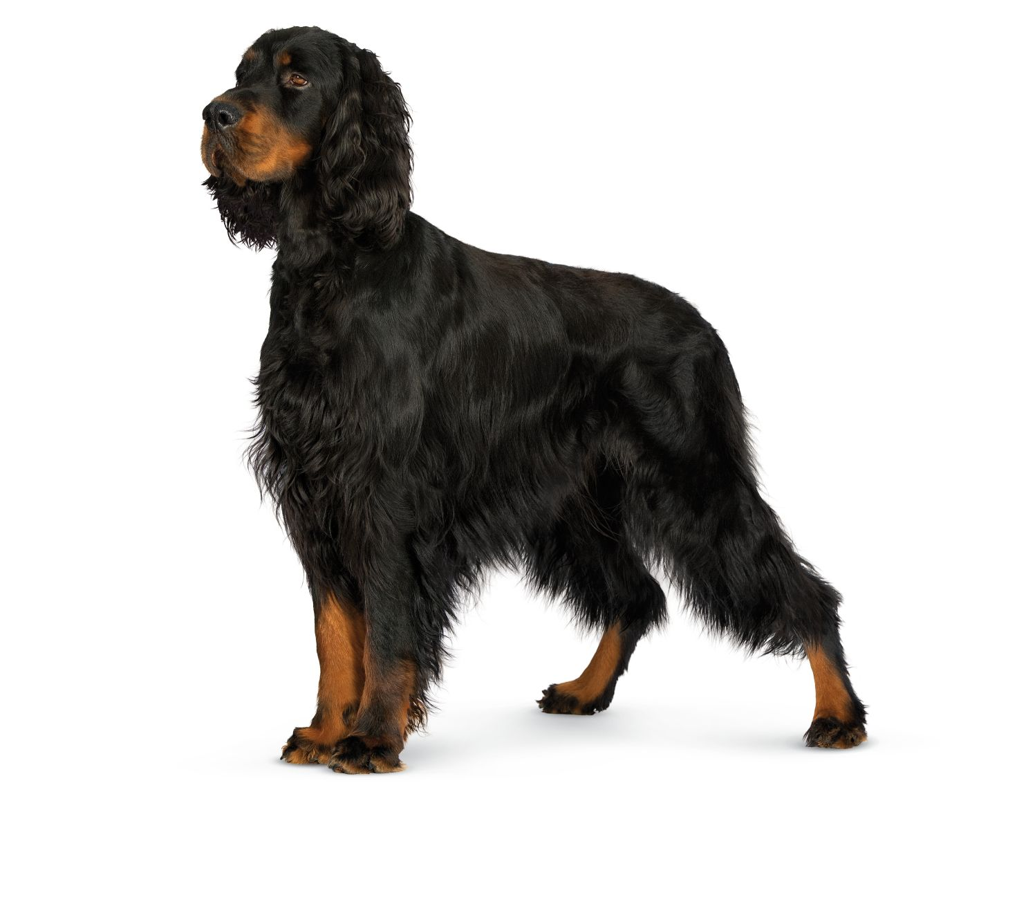 Gordon Setter Adult Standing