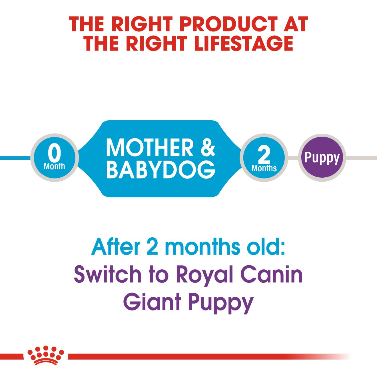 Royal canin giant clearance starter feeding guide