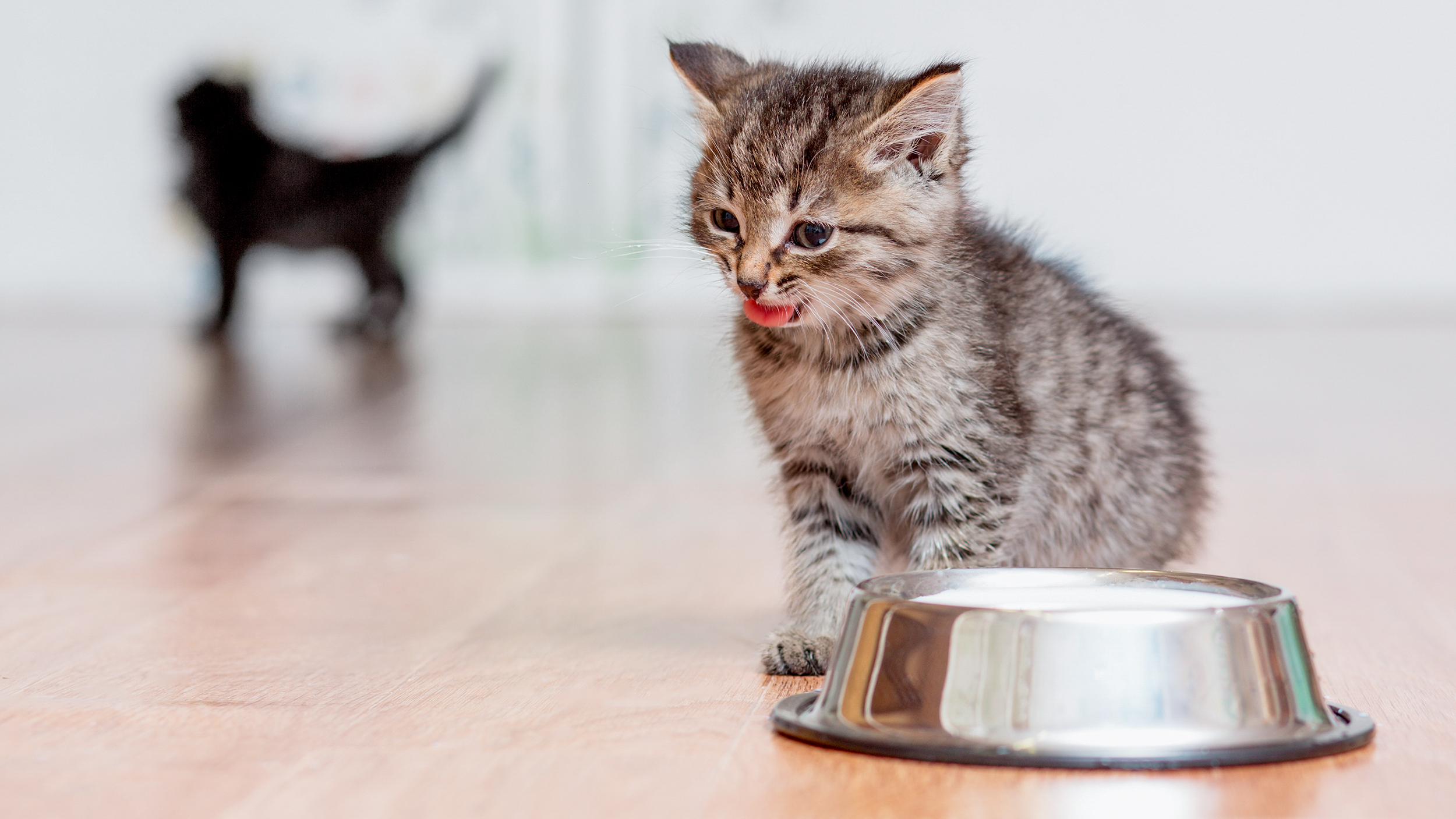 Kitten zit binnen naast een zilveren kom.