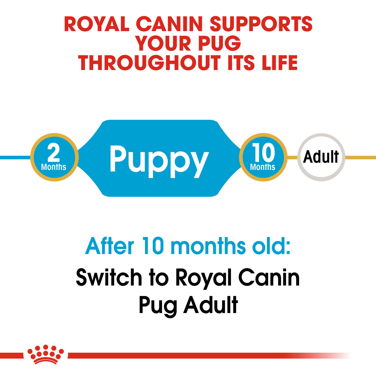 Pug Puppy – Dog Food | Royal Canin UK