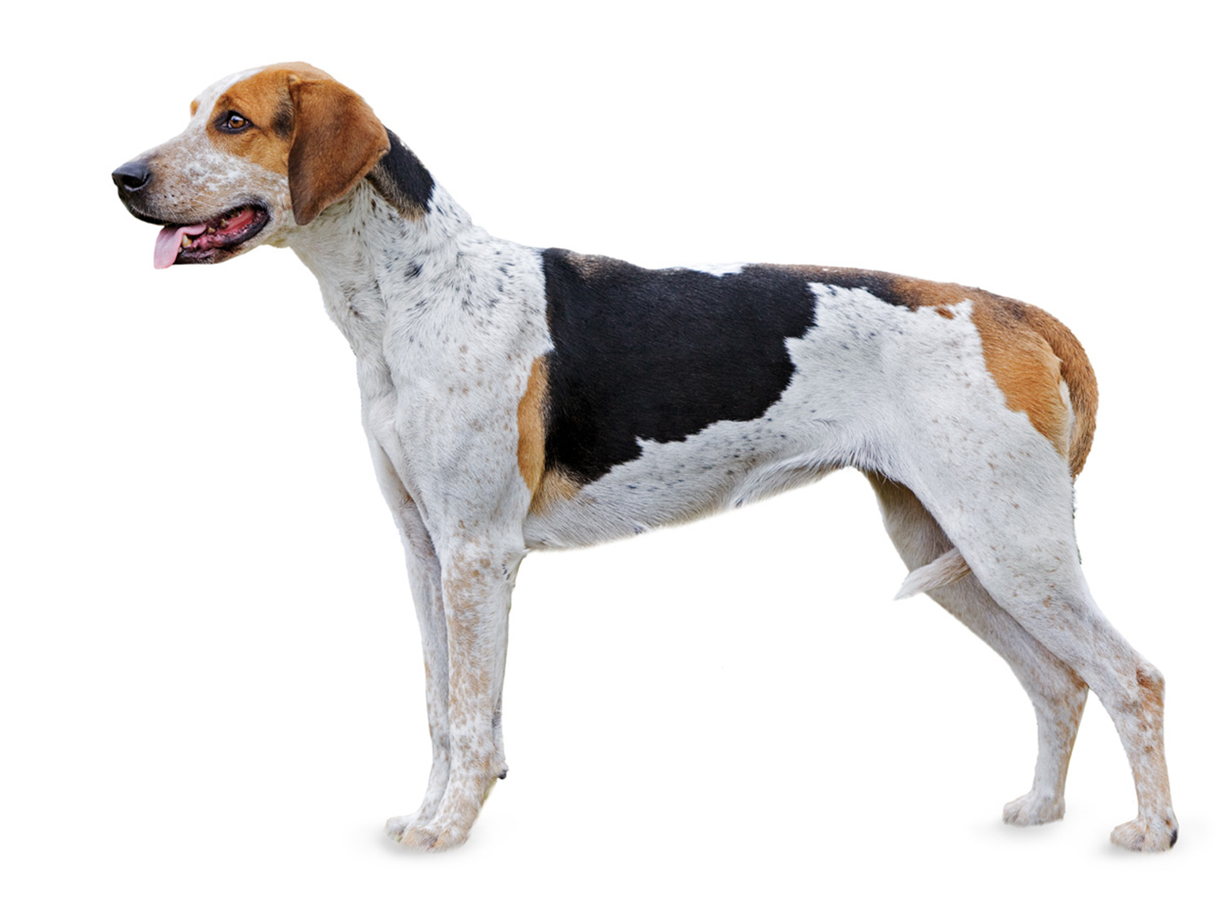 American Foxhound adult standing