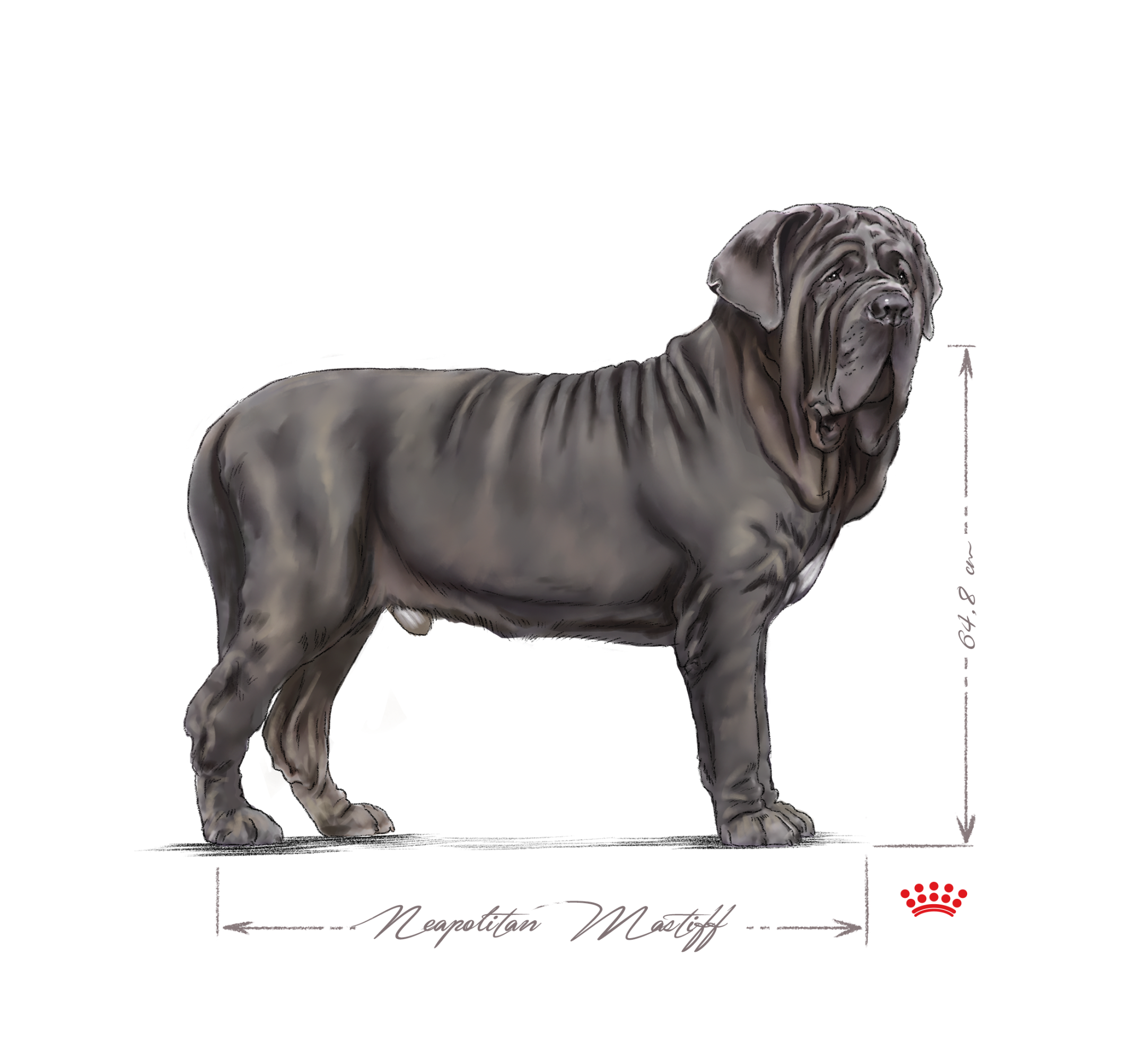 Mastino Napoletano adulto in bianco e nero