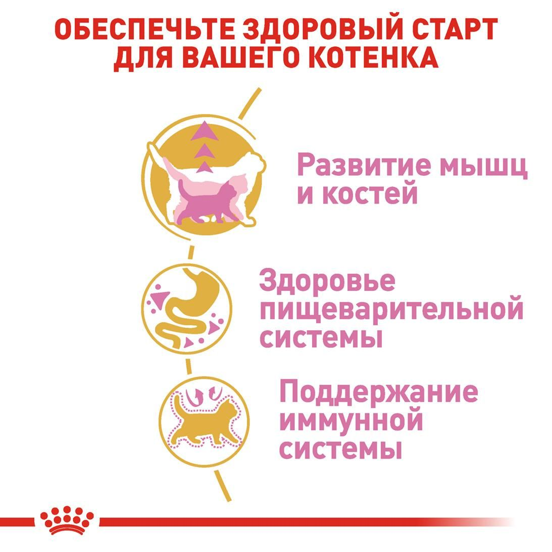 British Shorthair Kitten