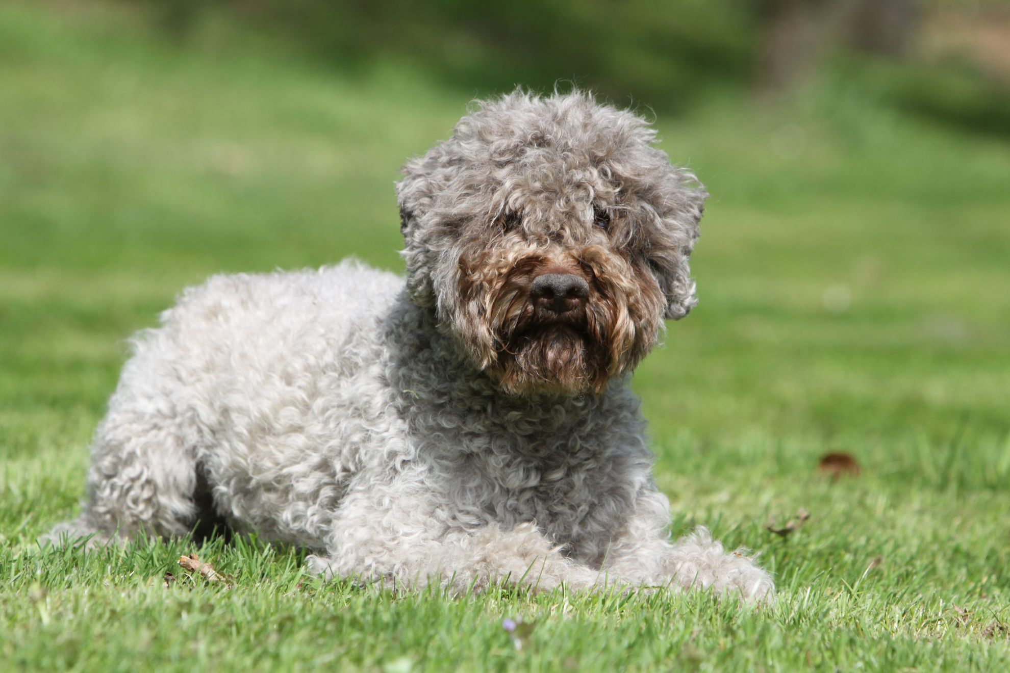 Grey Lagotto Romagnolo lying on grass looking at camera