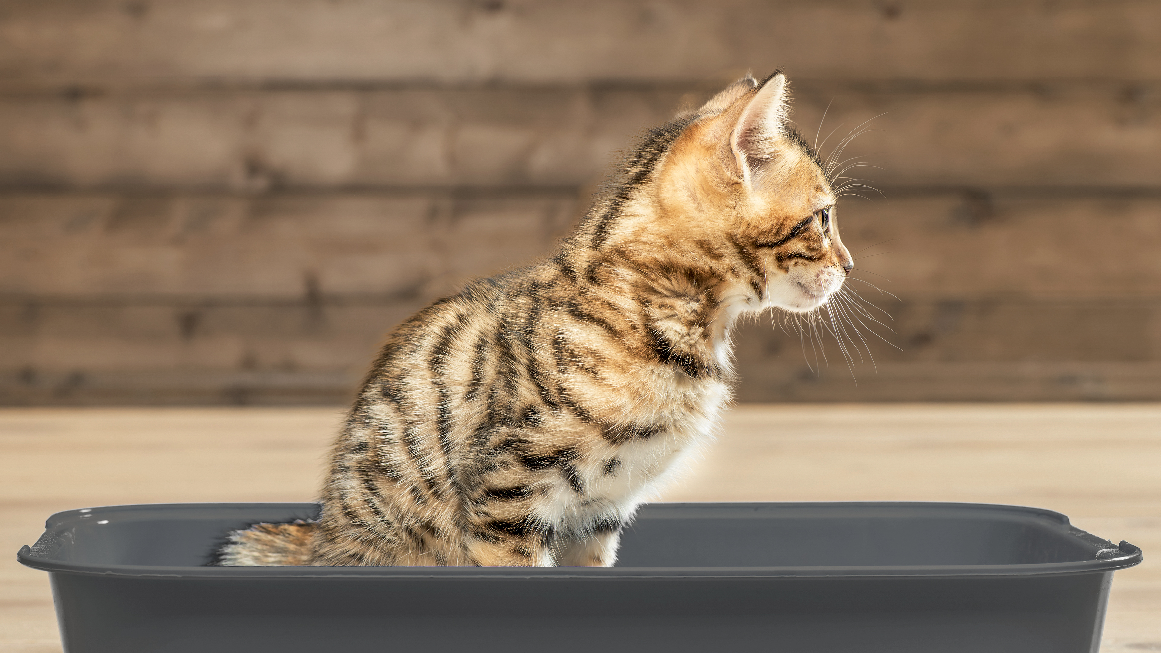 Bengal-kitten-sitting-in-a-litter-tray