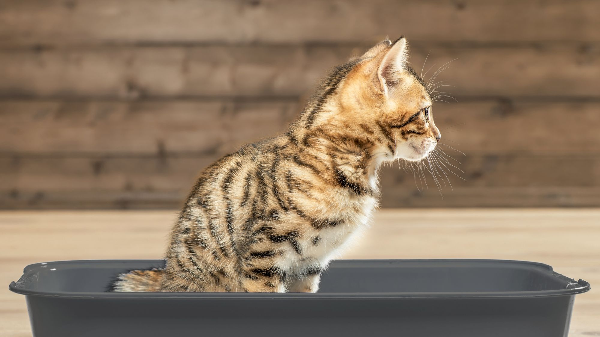 British Shorthair kitten black and white