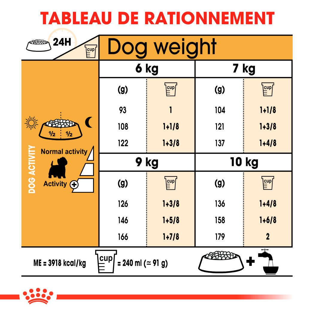 West Highland White Terrier Adult