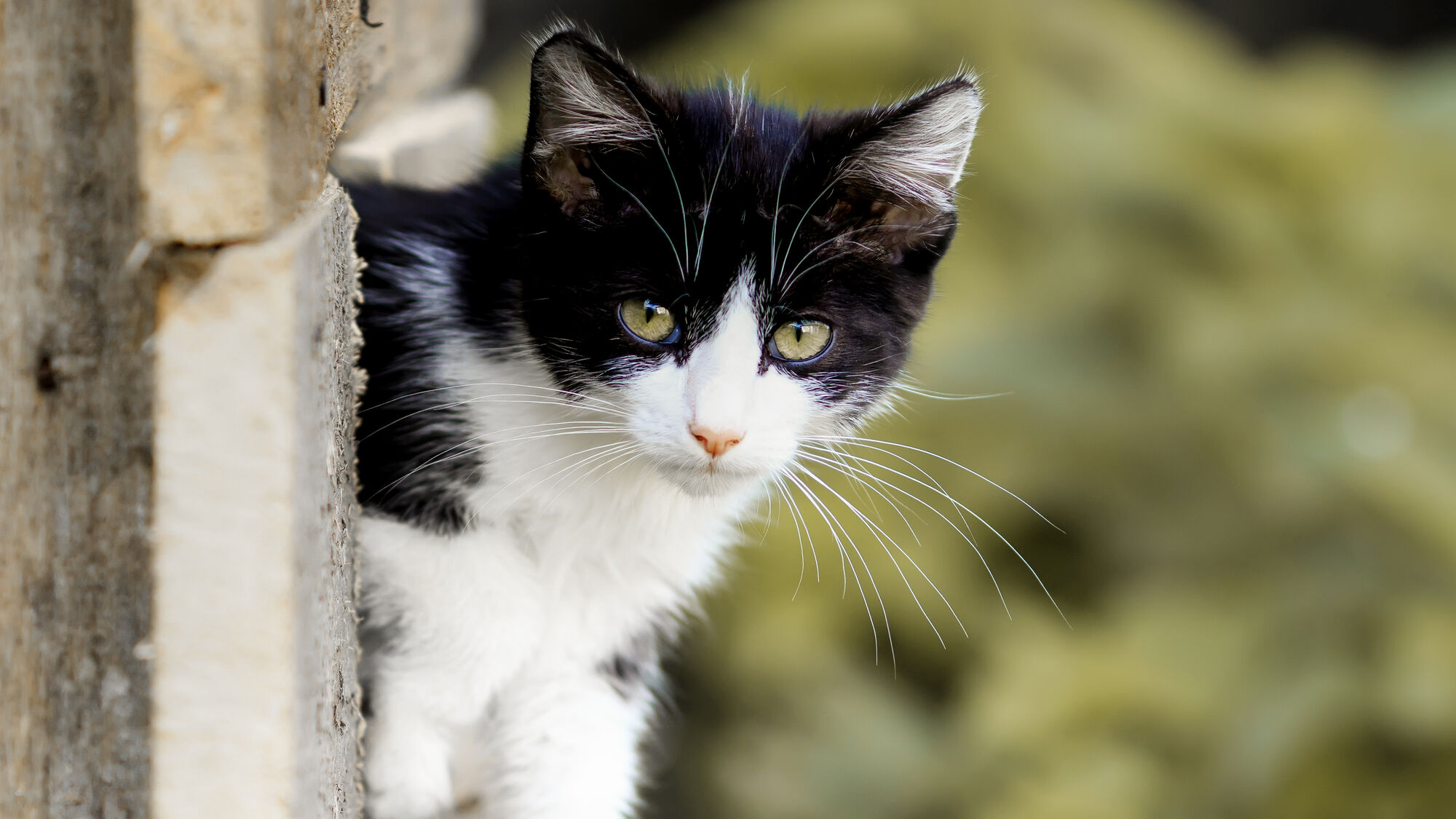 Black and white kitten climbing through a fence outside