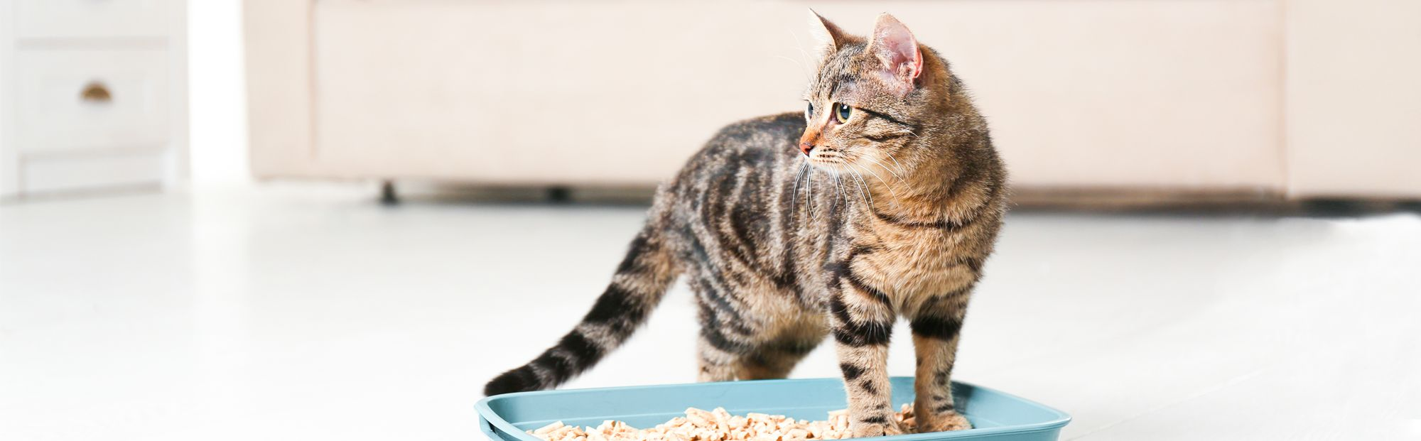 Cat standing next to a litter box