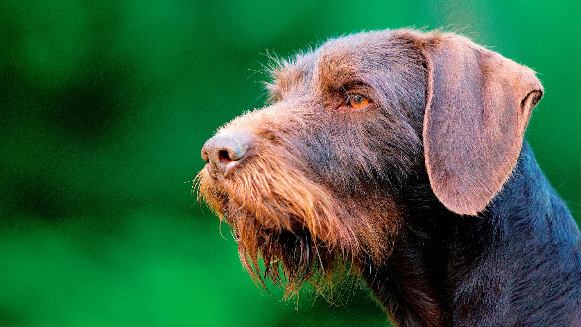 Close-up side shot of a German Wirehaired Pointing Dog