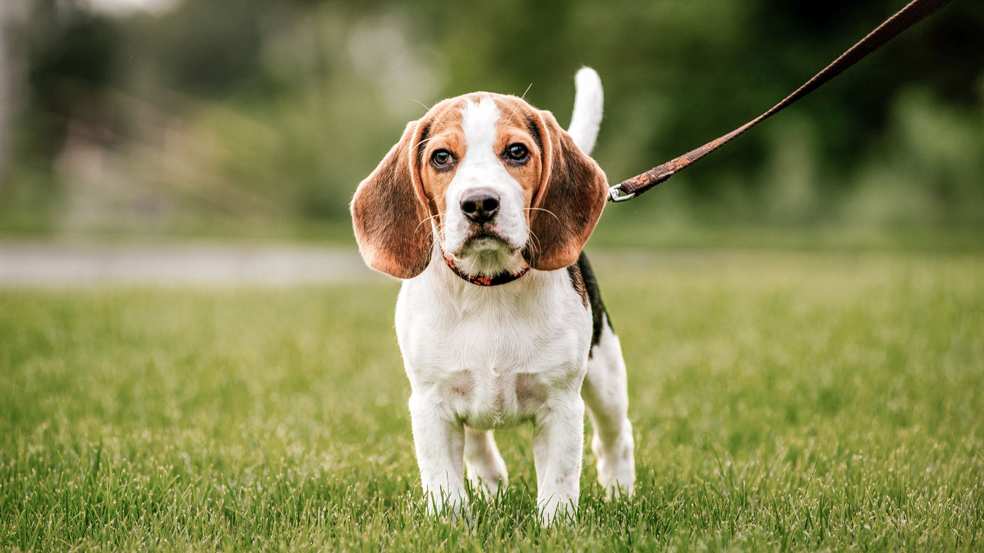 Beagle puppy standing outdoors on a lead