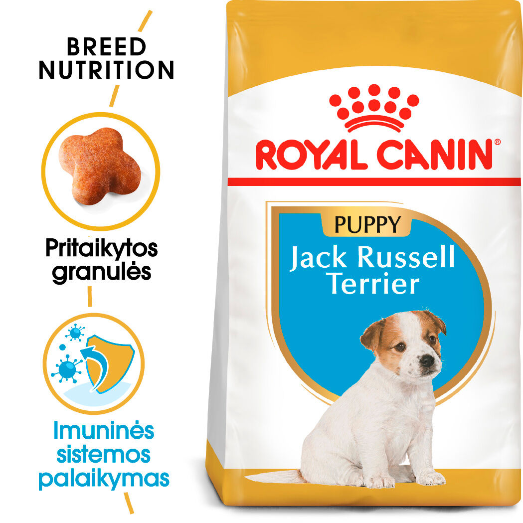 Jack Russel Terrier  Puppy