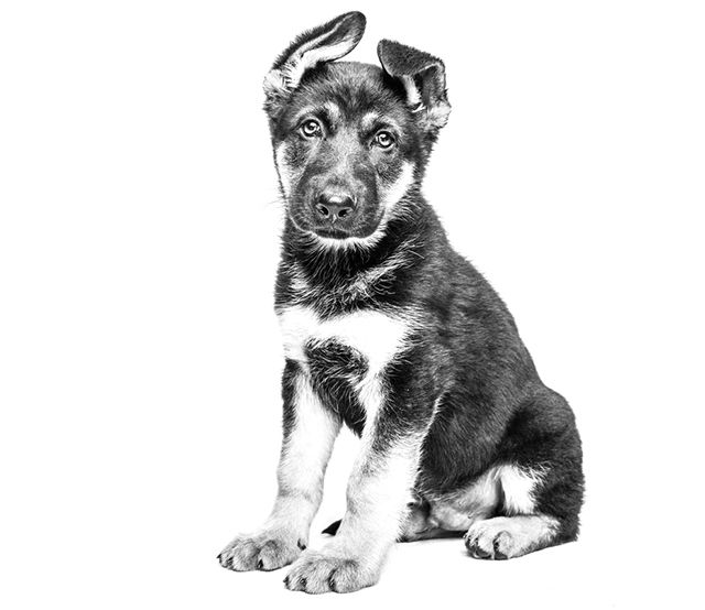 German shepherd puppy sitting in black and white on a white background